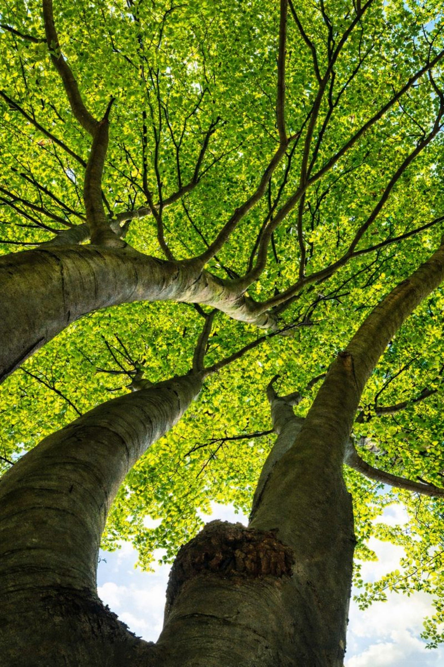 Untitled — Nature Collection